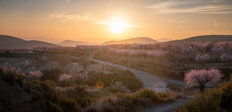 Golden Sunset in Almond Tree Orchard with Blossoms in Full Bloom