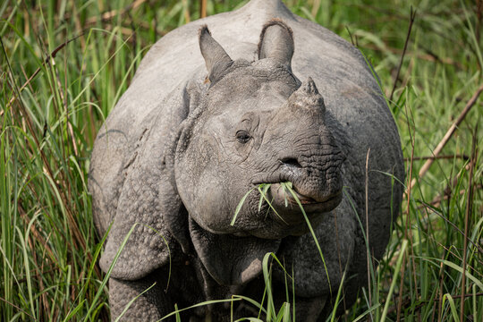 Close-up of Greater One-Horned Rhinoceros feeding by the wetlands