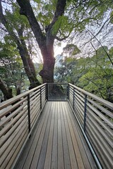 Obraz premium Wooden walkway leads to 2,100 year old great camphor tree at Kinomiya Shrine in Atami, Japan.
