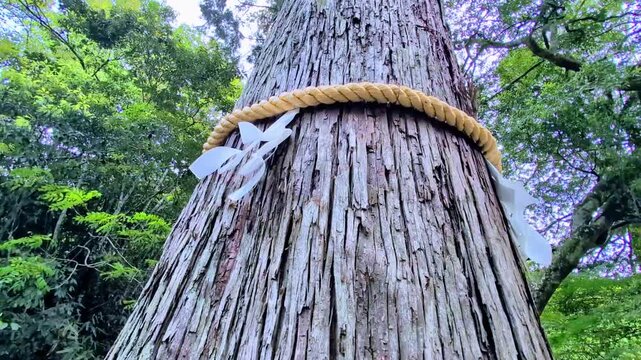 御神木と風に揺れるしめ縄