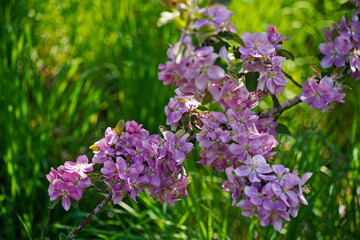 Obraz premium The flowering of Sievers apple trees in the botanical garden.