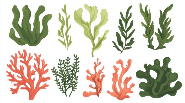 Underwater-themed vector pack with simplified sea plants, including waving green algae, red coral branches, and smiling cartoon kelp