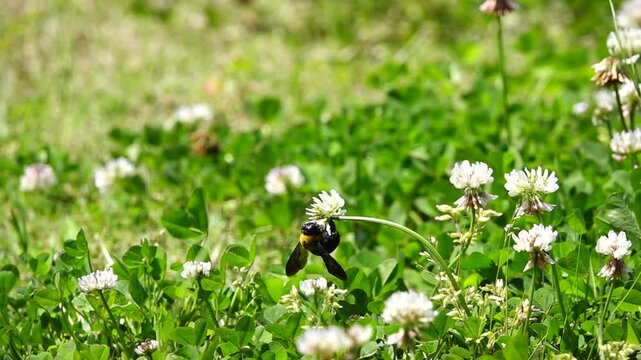 シロツメクサ（クローバー）の花畑で蜜を集めて飛ぶクマバチ