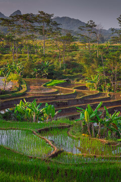 beautiful rice terraces in Central Java, Indonesia, narrow valley landscape, complete with the traditional subak irrigation system