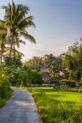 Fototapeta premium The beauty of rice fields and village houses in Kajoran, Magelang, Central Java