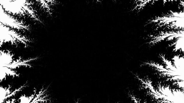 A dark video showcases trees in a forest environment with dense foliage and branches.