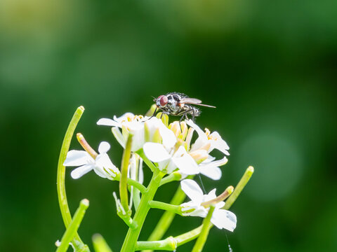 Bio Diversity . Anthomyia procellaris - Black and White Fly on White Flowers