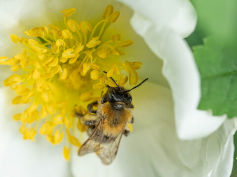 Bio Diversity - Andrena nitida - Beautiful Bee inside of a Flower