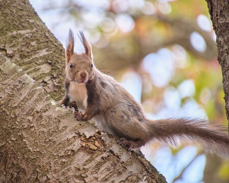 木に登ってこちらを見つめるエゾリス Ezo red squirrel climbing a tree and looking at the camera