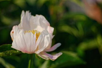 Fototapeta premium Macro close-up of white and pink peony flower with soft focus in golden hour sunset light