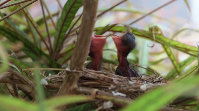 Two Olive-winged Bulbul chicks stretch their necks and open wide beaks, begging for food from their mother while resting in a small nest among green leaves.