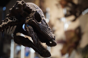 Fossil of Pachycephalosaurus © yuan