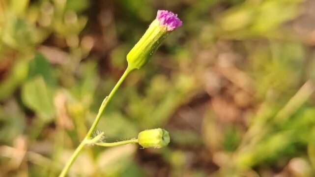 A close-up photograph of a Vernonia cinerea plant in bloom in Thailand.	