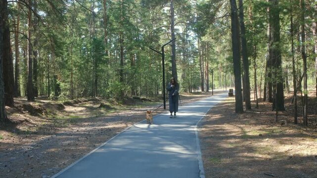 Young woman walks shiba inu dog in sunny pine forest park staring at smartphone screen. She ignores pet and beautiful nature around her, showing mobile phone addiction, distracted lifestyle outdoors. 