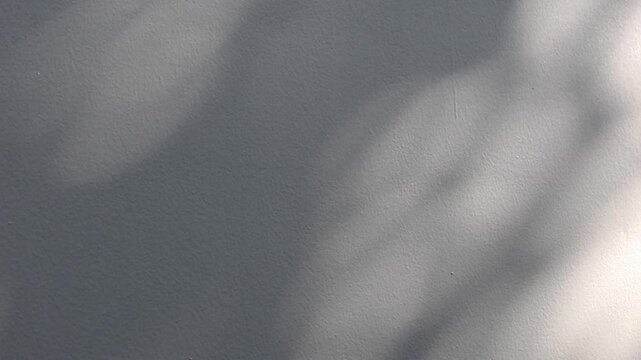 Abstract natural tree branch leaves shadow on white wall background
