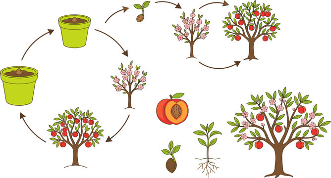 Peach Tree Life Cycle Vector Illustration Showing Growth Stages from Seed and Sprout to Flowering Tree and Harvest for Educational Science and Botany Projects