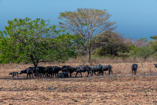The water buffalo Bubalus bubalis or domestic buffalo is a large bovid native to the Indian subcontinent, Southeast Asia and China. This animal is bathing in a mud pool in Baluran National Park