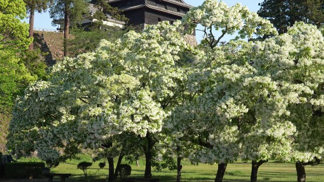 島根県松江市の5月の春の松江城山公園と青空_10bit_4:2:2