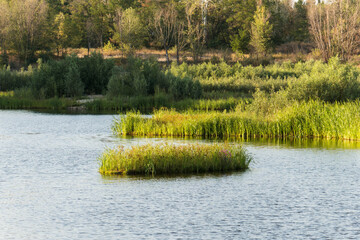 Scenic lake with green cattail islands and forest background. Peaceful summer morning landscape on a pond © PhotOleh