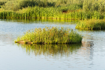 Scenic lake with green cattail islands and forest background. Peaceful summer morning landscape on a pond © PhotOleh