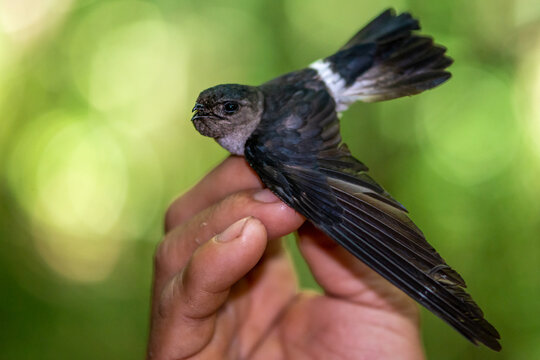 pygmy swiftlet, Collocalia troglodytes
