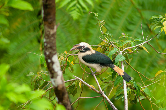 Penelopides affinis