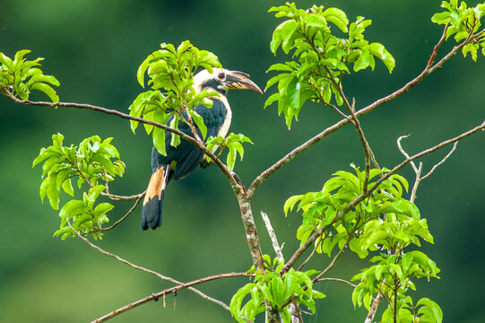 Penelopides affinis