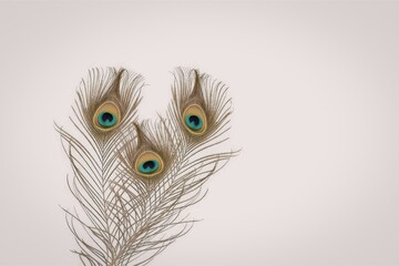 Obraz premium Minimalist Composition of Three Peacock Feathers with Soft Neutral Tones and Subtle Iridescent Eye Patterns on a Clean Background