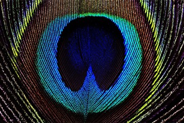 Macro close-up of peacock feather eye with vivid iridescent blue, green, and gold textures,...