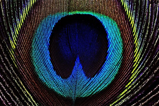 Macro close-up of peacock feather eye with vivid iridescent blue, green, and gold textures, abstract pattern and rich detail filling the frame.