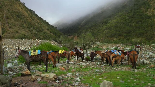 Peru's Laguna Humantay hiking trailhead horses stable morning sunny fog clouds Soray Vilcabamba range Cusco Salkantay Peruvian Andes mountain Peru nature animal landscape green grass valley static