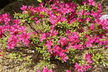Obraz premium pink flowers in the garden