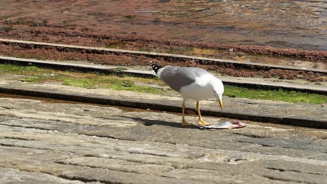 A seagull feeds on a fish atop sunlit stone by the water&rsquo;s edge. Vivid natural light, textured pier, vivid bird plumage, and lively aquatic backdrop evoke a wild coastal narrative. (199 characters)