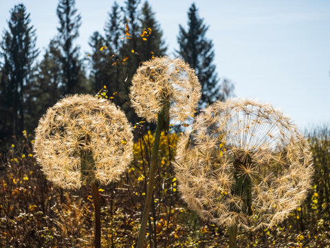 Dandelion seed heads glowing in golden sunlight against a blurred forest background, symbolizing natural beauty and outdoor tranquility at Respiro degli alberi path, Lavarone, Trentino, Italy.