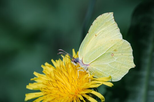 Zitronenfalter auf L&ouml;wenzahnbl&uuml;te