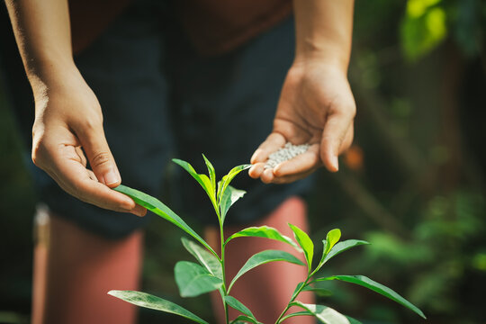 The gardener is applying granular fertilizer to the seedlings.