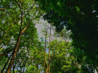 Fototapeta premium Low Angle View of Lush Green Forest Canopy and Tall Trees