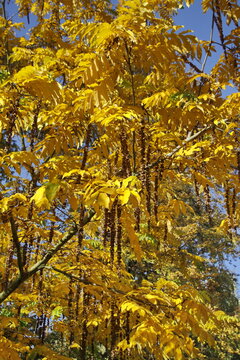 Amerikanische Gleditschie (Gleditsia triacanthos)