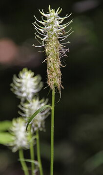 &Auml;hrige Teufelskralle (Phyteuma spicatum)