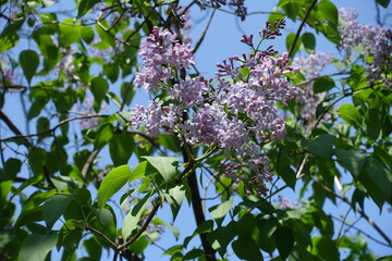 Sky and light violet flowers of Syringa vulgaris in mid May © Anna