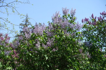 Unclouded blue sky and branches of blossoming mauve Syringa vulgaris in mid May © Anna