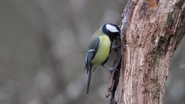 Kohlmeise, Parus major