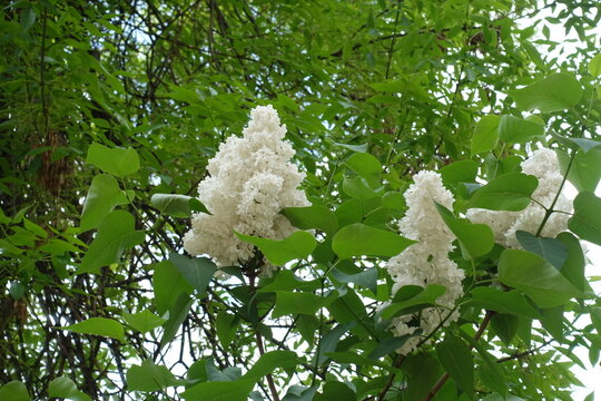 Pure white double flowered lilac in full bloom in mid May