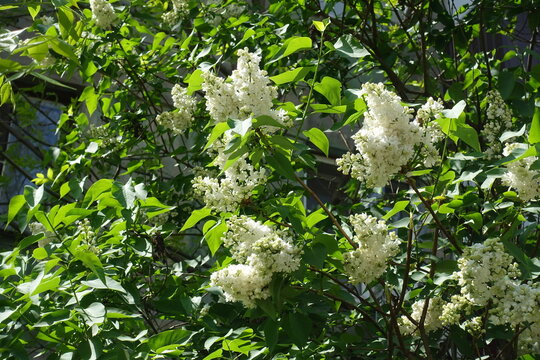 White flowers and buds of double flowered lilac in mid May
