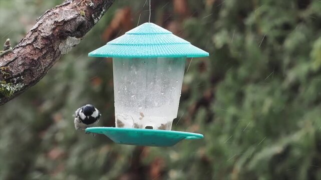 Tannenmeise, Periparus ater