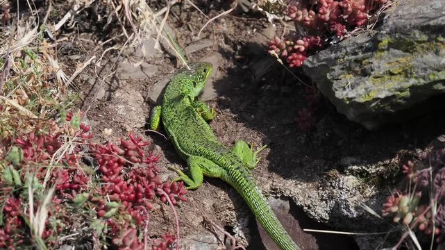 Westliche Smaragdeidechse, Lacerta bilineata, Weibchen
