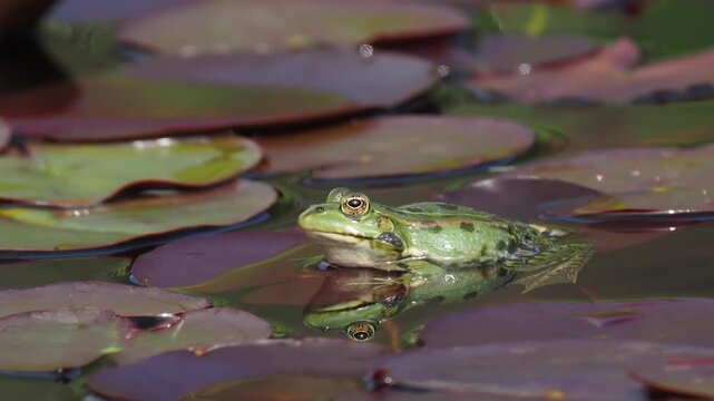 Wasserfrosch, Gr&uuml;nfrosch, Pelophylax