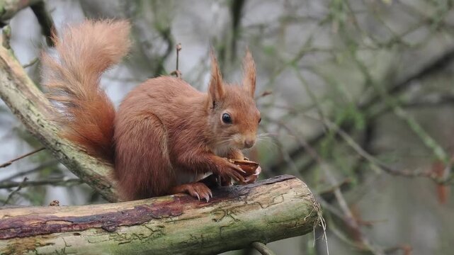 Eurasisches Eichh&ouml;rnchen, Sciurus vulgari