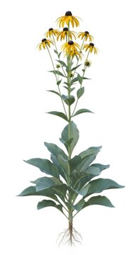 Black Eyed Susan Flower Plant Illustration with Roots, White Background
