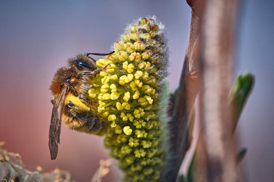 Fr&uuml;he Lockensandbiene ( Andrena praecox ) an bl&uuml;henden K&auml;tzchen der Sal-Weide ( Salix caprea ).